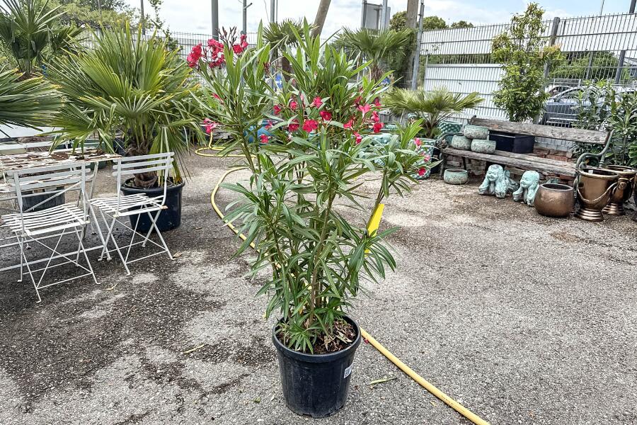 Oleander Nerium oleander